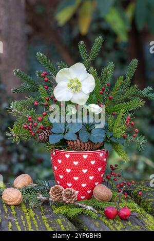 helleborus niger, Tannenzweige und Hüftrose in einer Tasse im Wintergarten Stockfoto