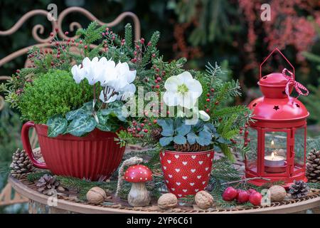 weihnachtsgartenanordnung mit helleborus niger, Cyclamen, Hebe- und Tannenzweigen in Porzellantöpfen und Laterne Stockfoto