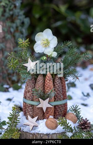 helleborus niger in einem Topf aus Fichtenzapfen im Wintergarten Stockfoto