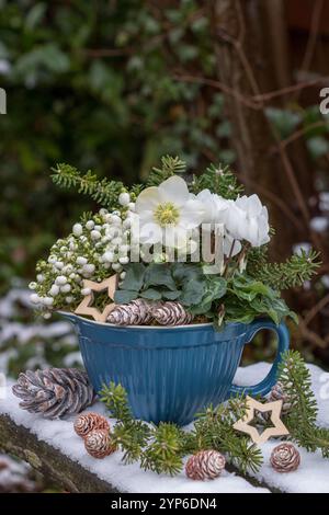 helleborus niger, weiße stachelige Heide und Tannenzweige in einem Porzellantopf im Wintergarten Stockfoto