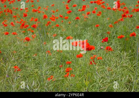 Ein üppiges Feld voller roter Mohnblumen erstreckt sich endlos, ihre markanten Blütenblätter tanzen im Sonnenlicht und schaffen eine lebendige, malerische Szene von natura Stockfoto