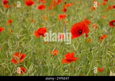 Ein üppiges Feld voller roter Mohnblumen erstreckt sich endlos, ihre markanten Blütenblätter tanzen im Sonnenlicht und schaffen eine lebendige, malerische Szene von natura Stockfoto