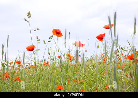 Ein riesiges Feld erstreckt sich, bedeckt mit scharlachfarbenen Mohnblumen. Jede Blüte ergänzt die leuchtenden Wandteppiche von Rot und Grün und schafft ein ruhiges und atemberaubendes n Stockfoto