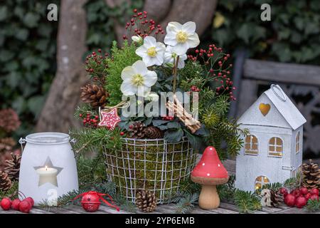 weihnachtsarrangements mit helleborus niger, Nadelhüften und Rosenhüften in Korb und Laternen Stockfoto