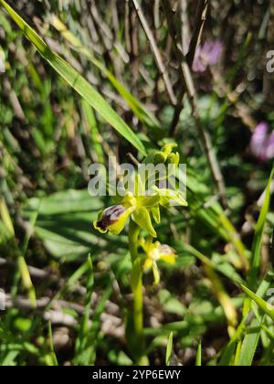 Galiläische Gelbbiene-Orchidee (Ophrys lutea galilaea) Stockfoto