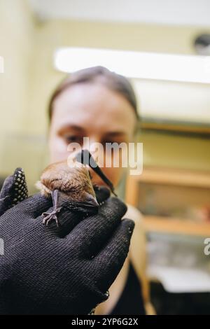 Eine Nahaufnahme einer Frau, die eine Fledermaus in der Hand hält. Ein faszinierendes Bild eines räuberischen fliegenden Säugetieres. Stockfoto