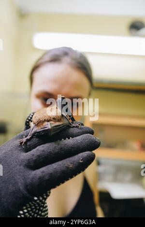 Eine Nahaufnahme einer Frau, die eine Fledermaus in der Hand hält. Ein faszinierendes Bild eines räuberischen fliegenden Säugetieres. Stockfoto