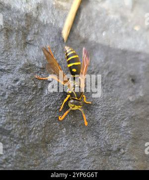 Asiatische Papierwaschanlage (Polistes chinensis) Stockfoto