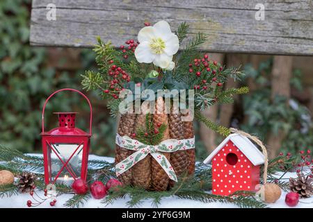 weihnachtsarrangements mit helleborus niger, Kegel und Laterne im Wintergarten Stockfoto