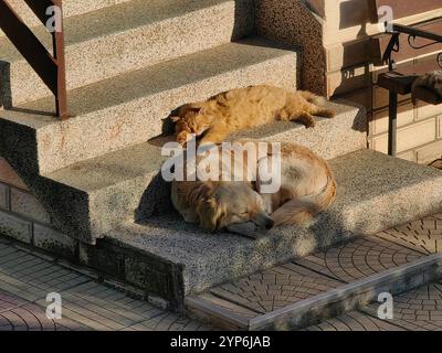 Partner im Verbrechen: Schlafende Kumpels. Gelber Hund und Katze. Stockfoto