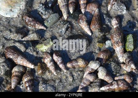 Japanisches falsches Cerith (Batillaria attramentaria) Stockfoto