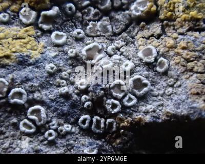 Mörtelflechte (Myriolecis dispersa) Stockfoto