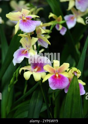 Stiefmütterchen Orchidee oder Miltonia Sunset Orchidee, Miltoniopsis phalaenopsis, Orchidaceae. Der Miltonia Sunset ist ein SympodialepiphytenOrchideenhydrat. Stockfoto