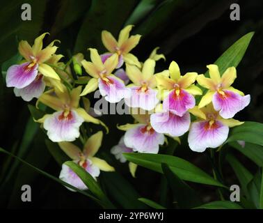 Stiefmütterchen Orchidee oder Miltonia Sunset Orchidee, Miltoniopsis phalaenopsis, Orchidaceae. Der Miltonia Sunset ist ein SympodialepiphytenOrchideenhydrat. Stockfoto