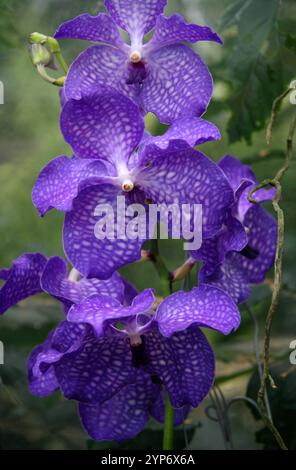 Blaue Orchidee, Vanda coerulea, Sorte, Vandeae, Orchidaceae. Stockfoto