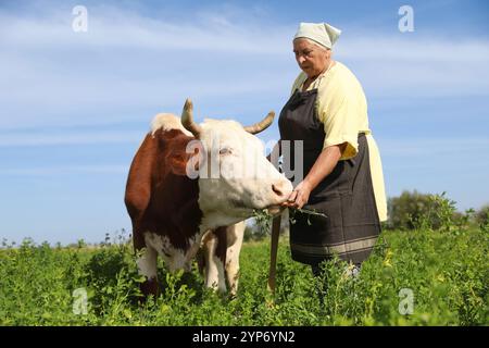 Ältere Frau, die Kuh auf grüner Weide füttert Stockfoto