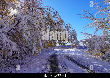 Der erste Schnee auf Ästen mit gelben Blättern, nasser Schnee auf Ästen, erster Schnee im Herbst, die Anhäufung von nassem Schnee. Stockfoto