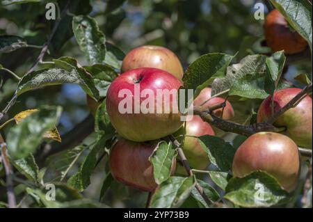 Reife Äpfel (Malus) auf einem Baum, Bayern, Deutschland, Europa Stockfoto
