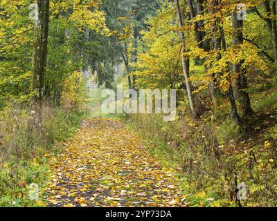 Waldweg, bedeckt mit Herbstlaub, neben dem Schwartzbach, im UNESCO-Biosphärenreservat Rhoen, Landkreis Bayern, Deutschland, Europa Stockfoto