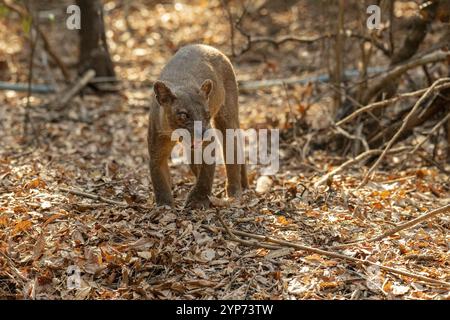 Fossa (Cryptoprocta ferrox) in den trockenen Wäldern des Kirindy Forest, Menabe Region, West Madagaskar Stockfoto