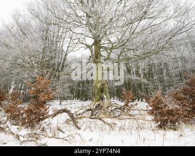 Gemeine Buche (Fagus sylvatica) alter knorriger Baum bedeckt mit Frost und Schnee, November, neben der Hochrhoenstraße. Rhoen UNESCO Biosphäre na Stockfoto