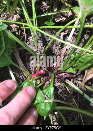 Amerikanische Kochbanane (Plantago rugelii) Stockfoto