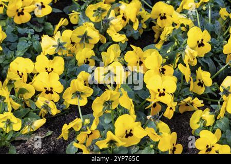 Dicht gepflanzte gehörnte Veilchen im Frühjahr Stockfoto