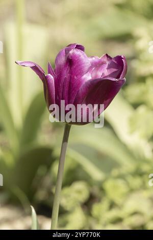 Blume einer schönen roten violetten Tulpe Stockfoto