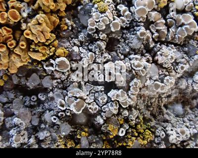 Mörtelflechte (Myriolecis dispersa) Stockfoto
