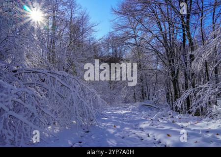 Winter im Wald, Schnee auf dem Boden, die Sonne scheint durch die Bäume und erzeugt interessantes warmes Licht. Stockfoto