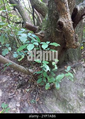 Bluefoot Bolete (Xerocomellus cisalpinus) Stockfoto