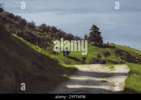 Ruhige Landschaft mit Pfad, Bäumen und Blick auf einen See im Hintergrund, Roys Peak, Wanaka, Neuseeland, Ozeanien Stockfoto