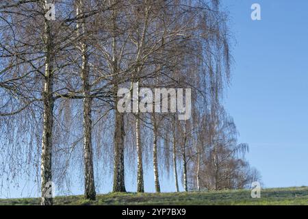 Birken im Winter bei Sonnenlicht mit Wiese Stockfoto
