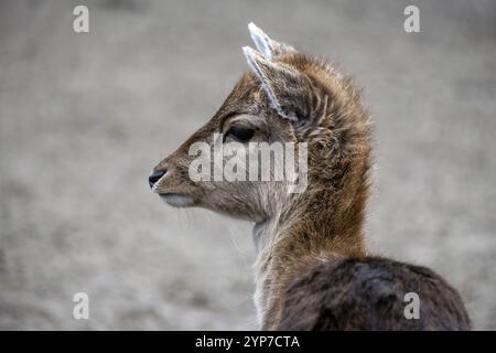 Porträt eines jungen Damhirsches Stockfoto