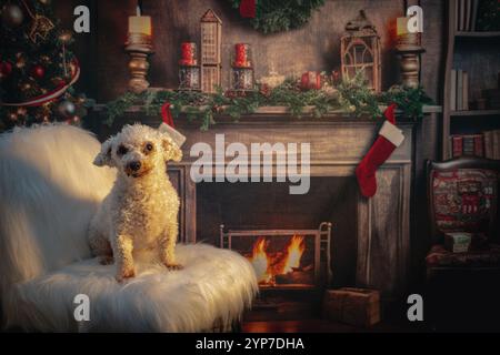 Bichon Frise zu Weihnachten Stockfoto