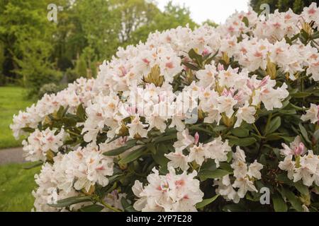 Schöner rosa Rhododendron im Frühling Stockfoto