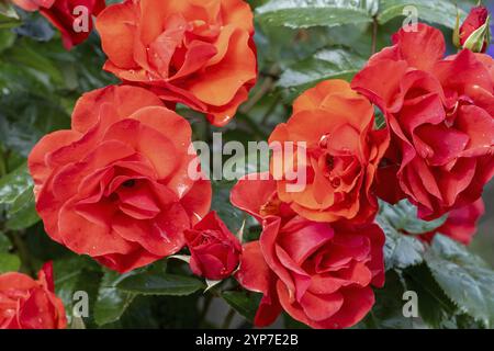 Wunderschöne, orangene Rosen in der Sonne Stockfoto