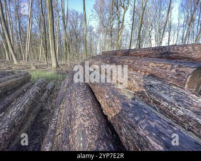 Große umgeschlagene Bäume am Waldrand Stockfoto