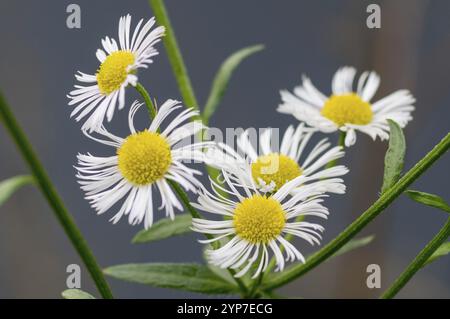 Nahaufnahme zarter weißer Gänseblümchen mit leuchtenden gelben Zentren, die die Schönheit der Natur mit verschwommenem Hintergrund zeigen Stockfoto