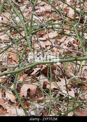Roundleaf greenbrier (Smilax rotundifolia) Stockfoto