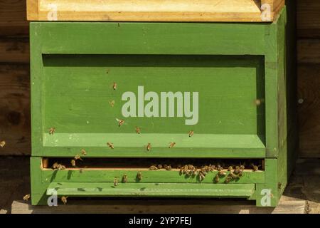 Bienenstock mit fliegenden Bienen in der Sonne Stockfoto