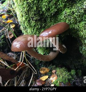 Austral-Honigpilz (Armillaria novae-zelandiae) Stockfoto
