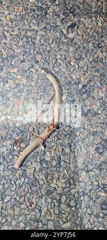 Westlicher Kapuzenfuß (Pygopus nigriceps) Stockfoto
