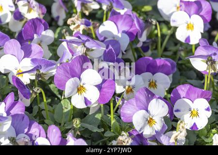 Dicht gepflanzte gehörnte Veilchen im Frühjahr Stockfoto