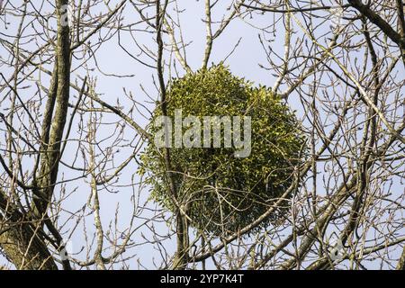 Europäische Mistel im Baum Stockfoto