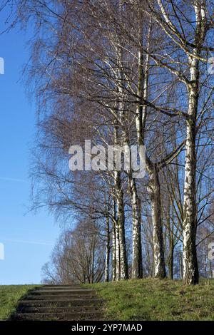 Birken im Winter bei Sonnenlicht mit Wiese Stockfoto