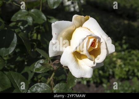 Schöne blühende weiße Rosen in der Sonne Stockfoto