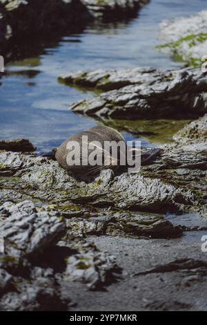 Eine Robbe liegt an einem felsigen Ufer am Wasser und ruht in der Sonne, Kaikoura, Neuseeland, Ozeanien Stockfoto