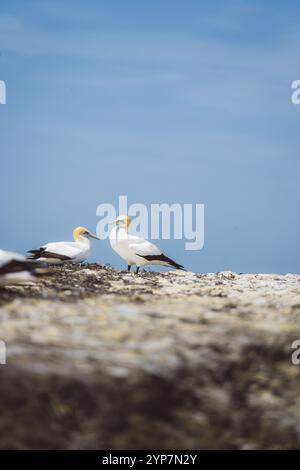 Zwei Tölpel auf Felsen unter blauem Himmel, Napier, Neuseeland, Ozeanien Stockfoto