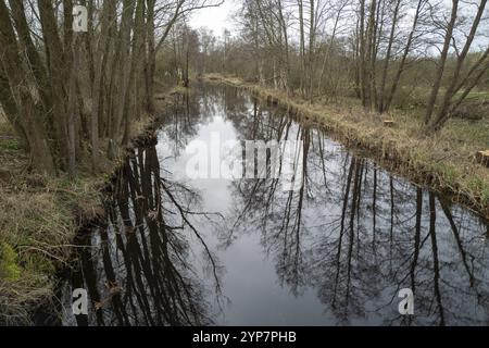 Moorlandschaft mit Kanälen, Schilf und Sträuchern Stockfoto